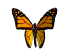 scjmetterling scjmetterling